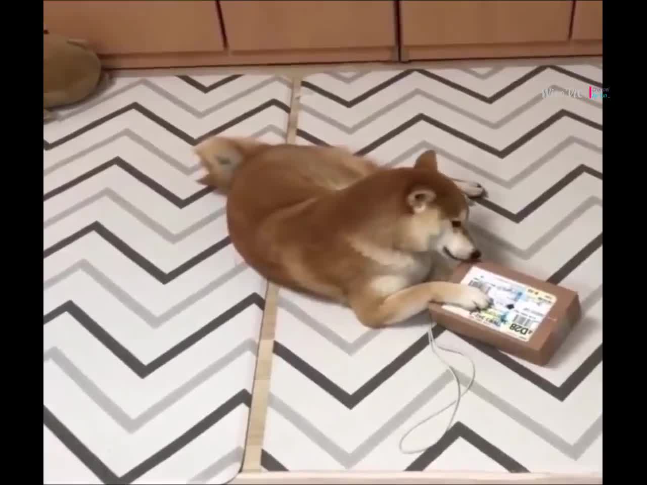 shiba dogs love