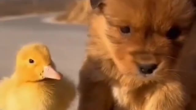 Cute puppy and duckling playing|TRY NOT TO SMILE