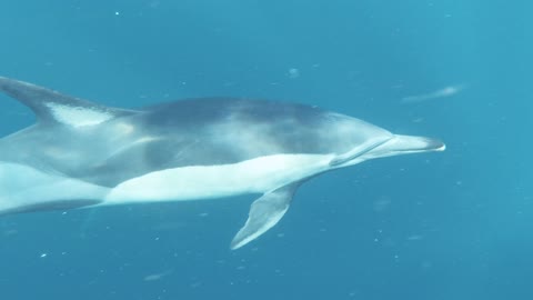 It is the wonderful dolphin