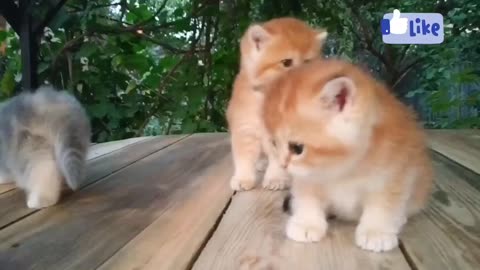 Three little cute teddy kittens