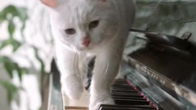 A Cat Walking Over The Piano Keyboard