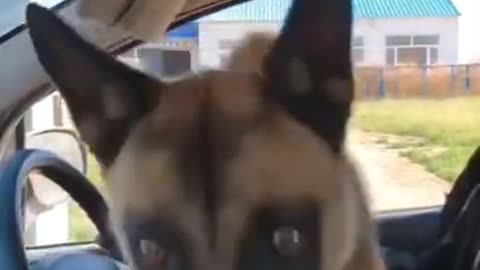 Don't laugh Funny animal video