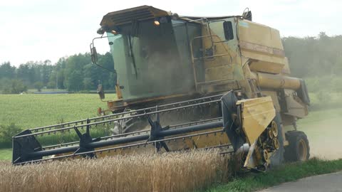 In this video i show you farmer cutting wheat