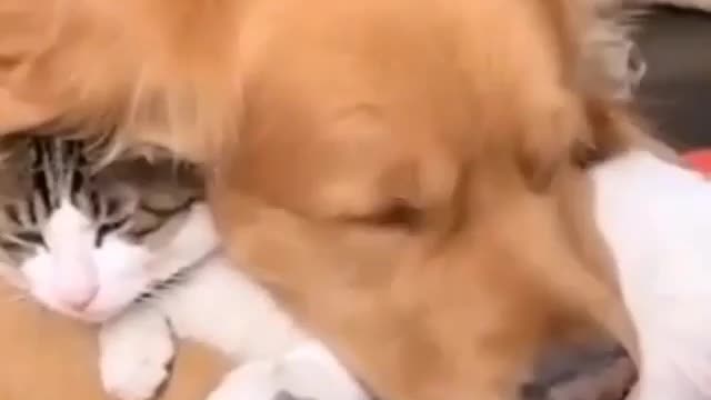 CUTE DOG AND CAT FRIENDSHIP