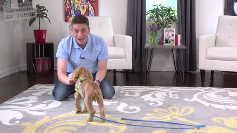 How to Train your Puppy to Come When Called NOW AND FOREVER!