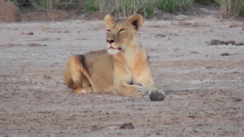 A female lion looks alertly around on the plains of Africa