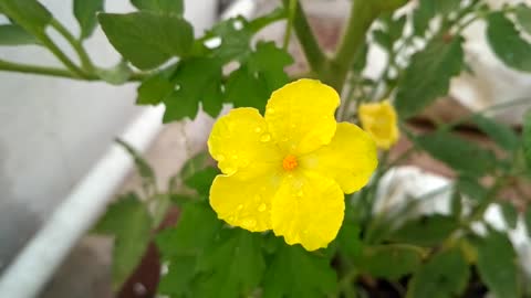 Flowedrs are beautzful