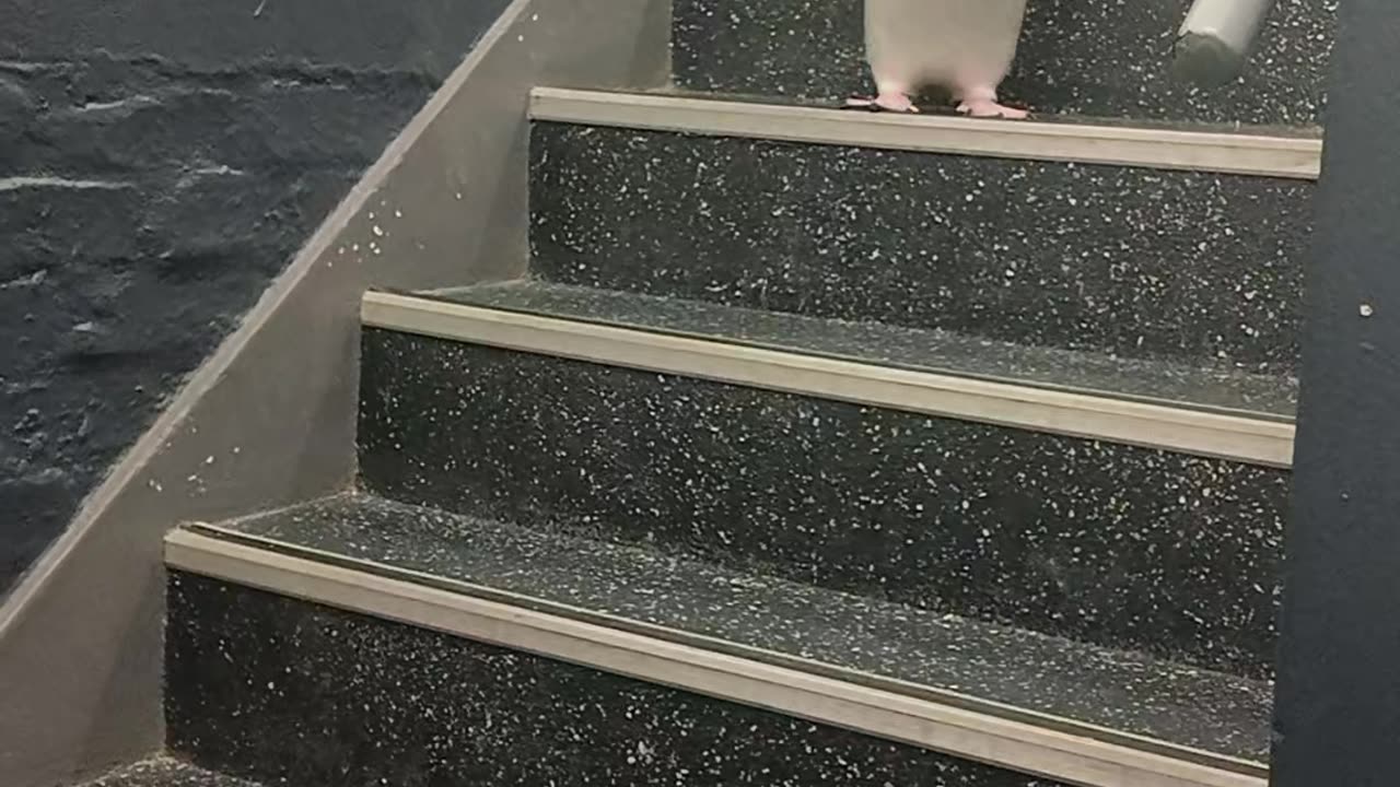 Penguins Hop Down Stairs