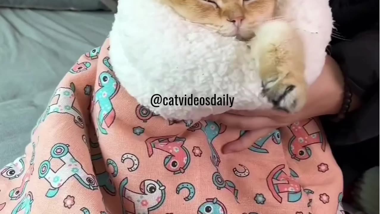 Fluffy Cat Video