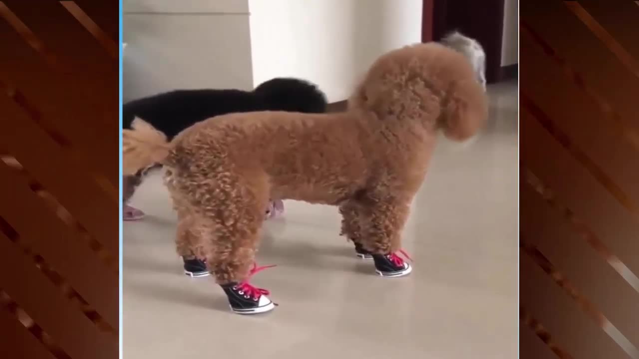 Puppy Dogs Walking With Shoes