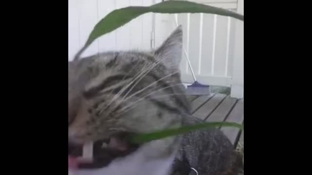 Cats eat grass like crazy