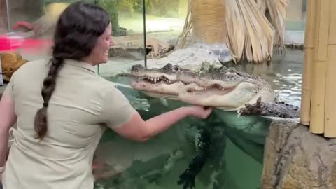 Don’t try this at home’: Video of two alligators enjoying chin scratches amuses all online