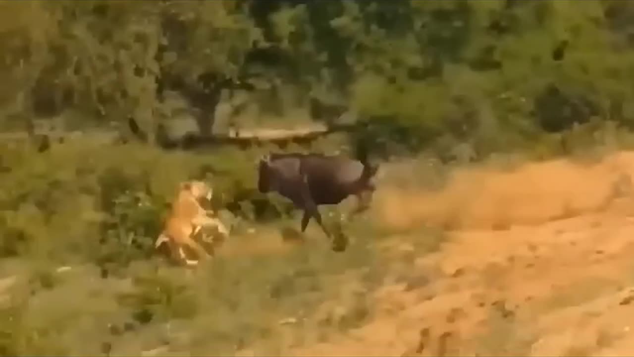 Animals funny video 😂