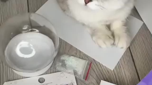 š¤£š¤£šBeautiful cat playing , Funny cat