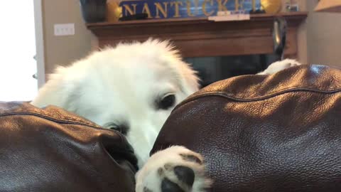 Impatient Puppy Misses her Sister