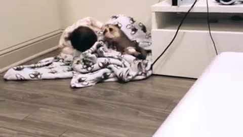 ls Clips😹_ #funny Dogs #shorts Video😂_ #trending #animals #reels