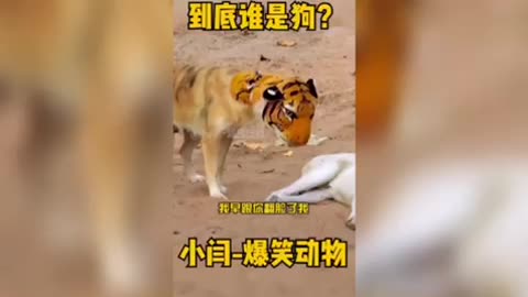 When a dog met a tiger
