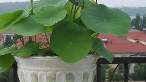 the beauty of the lotus | baongocpungbanh