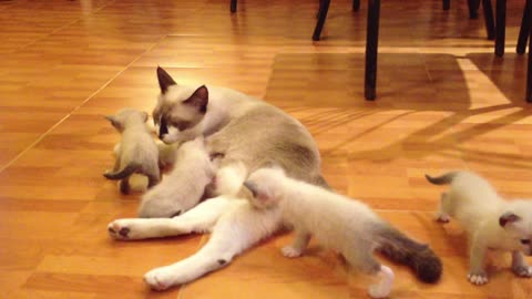 Cute kittens with mom cat