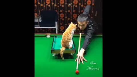 Omg! So Cute Pets ♥ Cute Baby Animals & Funny Pets Video Compilation #6💗Cute Moments