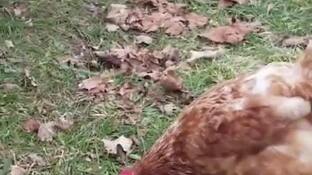 Amanda Grace Talks...FROLICKING DUCKS AND RUDY THE ROOSTER TALKS BACK!! FUNNY