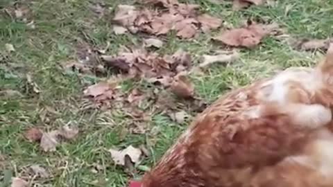 Amanda Grace Talks...FROLICKING DUCKS AND RUDY THE ROOSTER TALKS BACK!! FUNNY