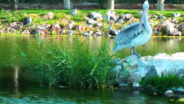 Animal Bird Pelican In Nature Near The Water