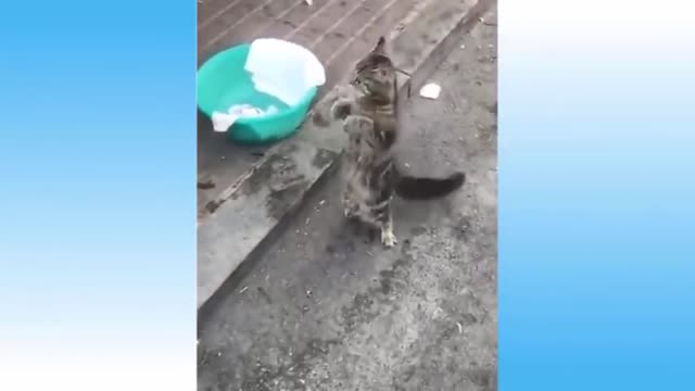 Funny cat/cat dance/only to hand cat dance