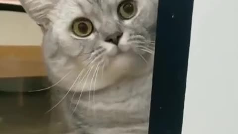 CUTE AND FUNNY CAT |Funny Animals| #funnyanimals #cat #pet #shorts