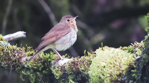 Swainson's Thrush