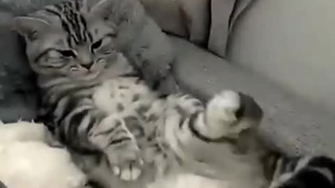 Hysterically funny cat videos #1