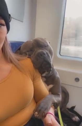 Dog Enjoying His Monday Morning On the Train With Mommy