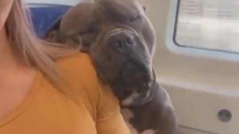 Dog Enjoying His Monday Morning On the Train With Mommy