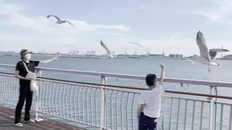 Kid is giving foods to Seagull