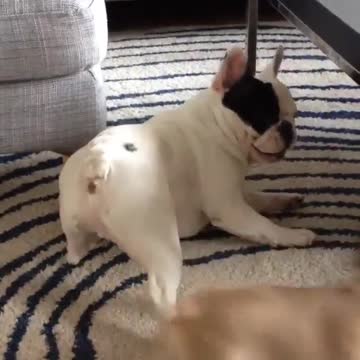 Dog Rolling Around With Tiny Puppy Brothers Is The Cutest Sight