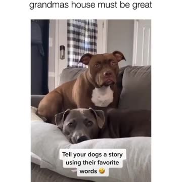 Owner Tells Her Dogs A Story Using Their Favorite Words