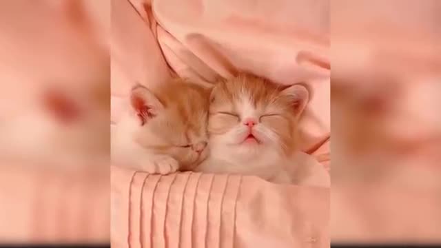 Baby Cats - Funny and Cute Baby Cat Videos Compilation