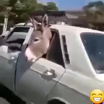 The donkey is in the car