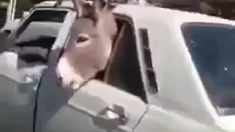 The donkey is in the car