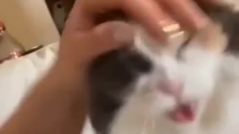 Funny cat asks to be petted