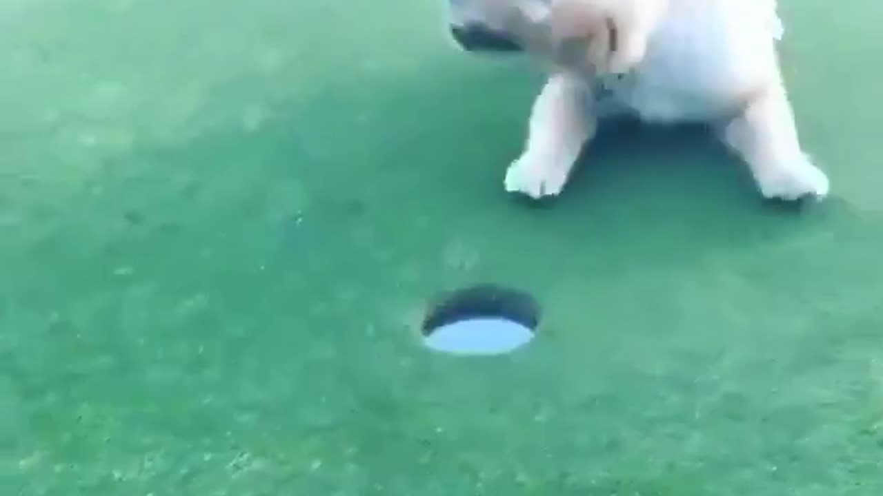 Dog Helps At Golf Course