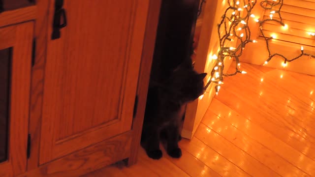 Kitten Denies Making Mess When Caught! GUILTY AS CHARGED!
