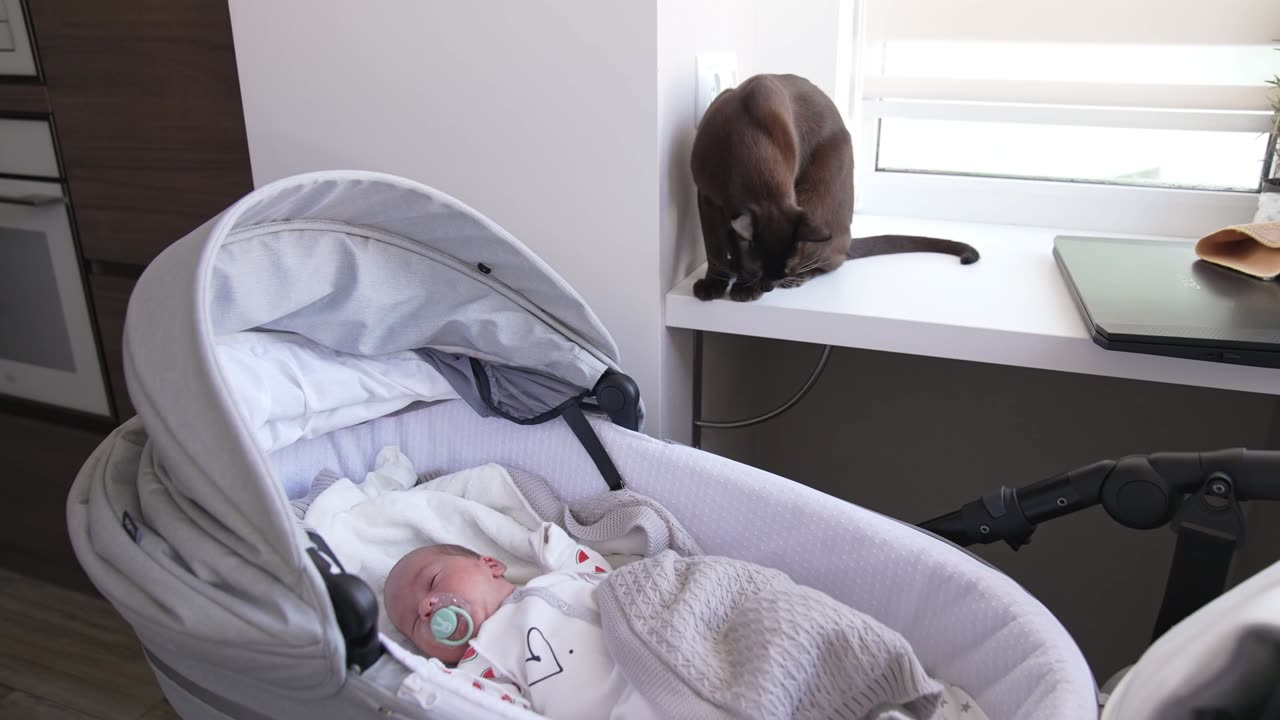 cat and baby video