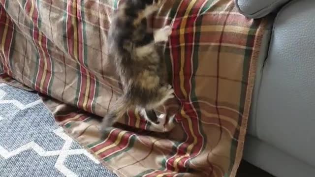 How to get a baby cat on the sofa