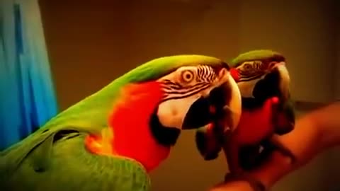 Parrot action