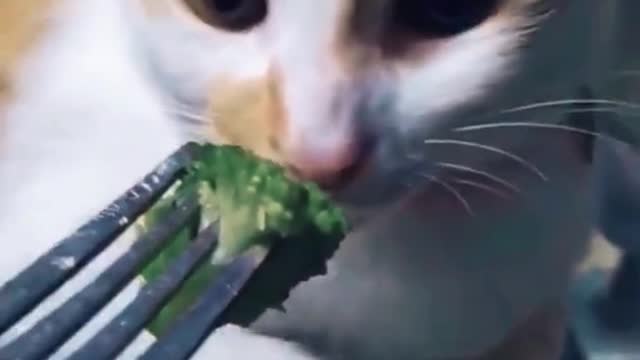 CUTEST Cat On Tiktok