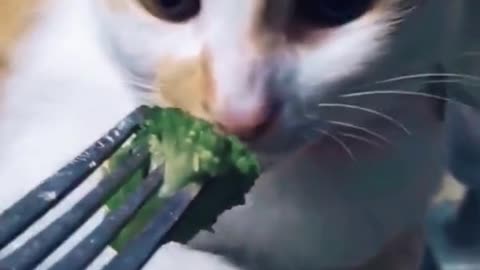 CUTEST Cat On Tiktok