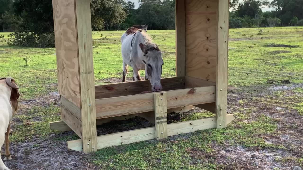 Donkey attacks goats