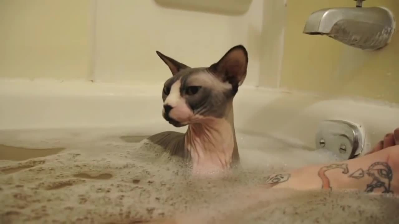 Funny cats love to swim