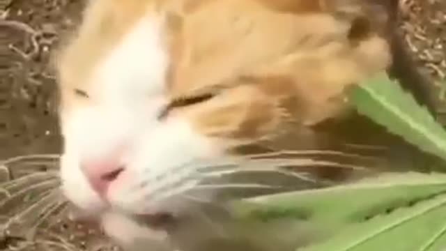 Cat goes crazy after eating funny leaf